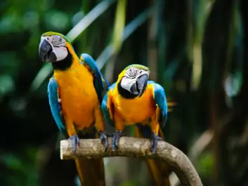A study in PLOS One, shows that, genetically speaking, a parrot’s song is quite unique. The scientists behind the study believe this may explain why parrots are so good at imitating human speech. (Photo: <a href="http://www.shutterstock.com/pic-236592211/stock-photo-two-beautiful-parrots.html?src=csl_recent_image-1&ws=1" target="_blank">Shutterstock</a>)