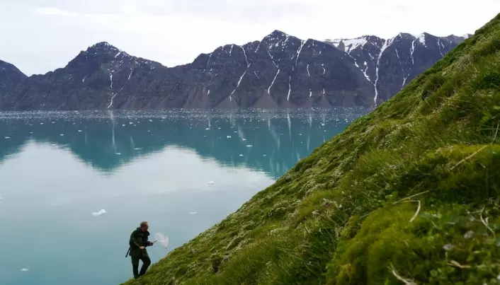 Flies and mosquitoes dominate the Svalbard archipelago