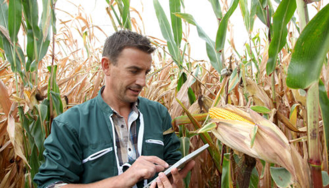 According to scientists, a warmer climate in Denmark will benefit some crops. (Photo: <a href="http://www.shutterstock.com/dl2_lim.mhtml?src=&id=113947645&size=small_jpg&submit_jpg=" target="_blank">Shutterstock</a>) According to scientists, a warmer climate in Denmark will benefit some crops. (Photo: <a href="http://www.shutterstock.com/dl2_lim.mhtml?src=&id=113947645&size=small_jpg&submit_jpg=" target="_blank">Shutterstock</a>)