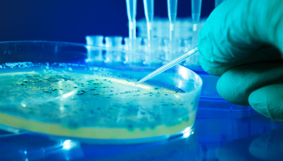 With the new method it’s possible to grow bacteria on human cells and even in catheters similar to those used in hospitals. (Photo: Shutterstock)