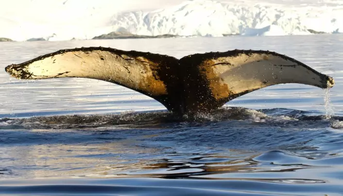 Tracking the migrations of humpback whales