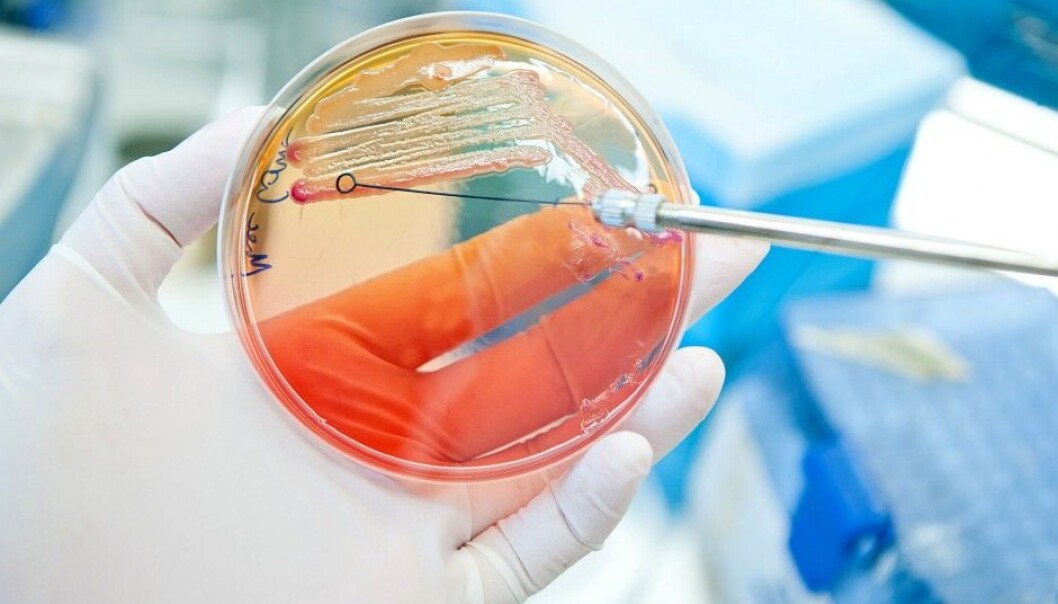 Swedish scientists have found a new way to quickly identify a bacteria species and its vulnerability to antibiotics. (Photo: Microstock) Swedish scientists have found a new way to quickly identify a bacteria species and its vulnerability to antibiotics. (Photo: Microstock)