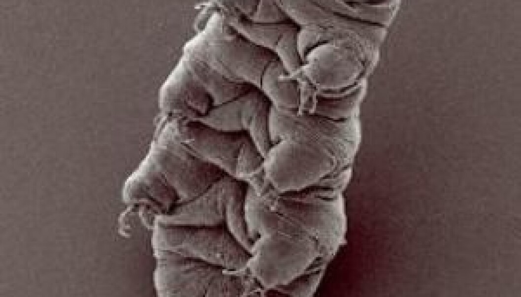 Water bears are minuscule, tough creatures - less than a millimetre long, with eight legs and most reminiscent of a jelly baby. (Foto: Bob Goldstein og Vicky Madden, UNC Chapel Hill) Water bears are minuscule, tough creatures - less than a millimetre long, with eight legs and most reminiscent of a jelly baby. (Foto: Bob Goldstein og Vicky Madden, UNC Chapel Hill)