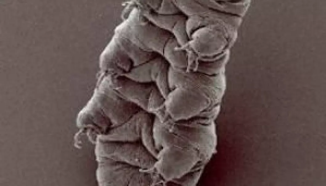 Water bears are minuscule, tough creatures - less than a millimetre long, with eight legs and most reminiscent of a jelly baby. (Foto: Bob Goldstein og Vicky Madden, UNC Chapel Hill)