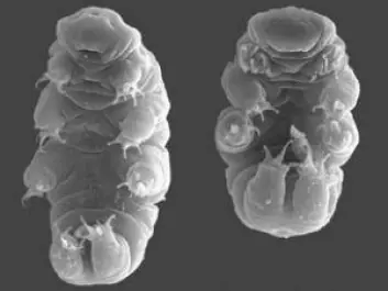 Nadja Møbjerg Jørgensen intends to find out tore about the water bears hibernation, the so-called cryptobiosis. (Photo: Rpgch)
