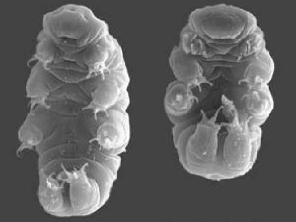 Nadja Møbjerg Jørgensen intends to find out tore about the water bears hibernation, the so-called cryptobiosis. (Photo: Rpgch)