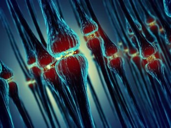Communication between nerves cells is disrupted especially seriously in in schizophrenics. (Photo: <a href="http://www.shutterstock.com/da/pic-230013553/stock-photo-synaptic-transmission-synapses-human-nervous-system.html?src=&ws=1" target="_blank">Shutterstock</a>) Communication between nerves cells is disrupted especially seriously in in schizophrenics. (Photo: <a href="http://www.shutterstock.com/da/pic-230013553/stock-photo-synaptic-transmission-synapses-human-nervous-system.html?src=&ws=1" target="_blank">Shutterstock</a>)