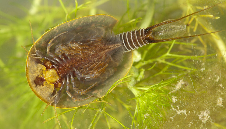 The crustacean tadpole shrimp (Lepidurus apus). (Photo: www.deschandol-sabine.com)