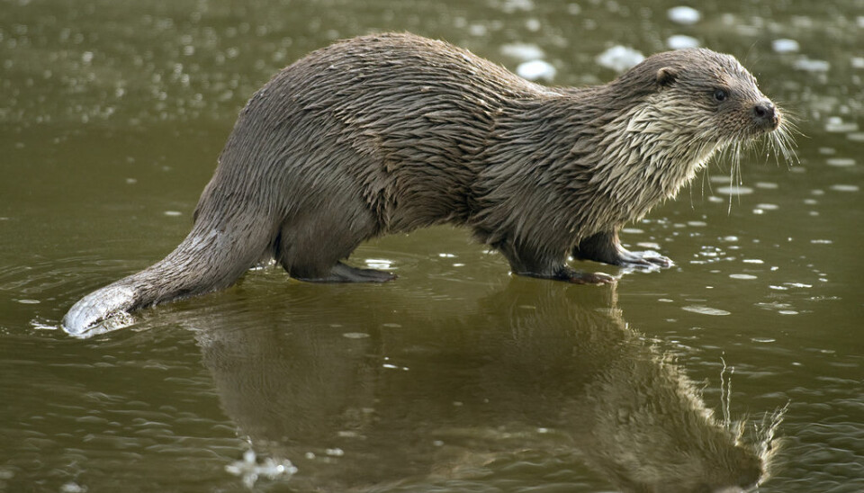The Eurasian otter is one of the threatened animal species revealed using the new DNA detection method. See other animals revealed by this method in the following photographs. (Photo: Jiri Bohdal)
