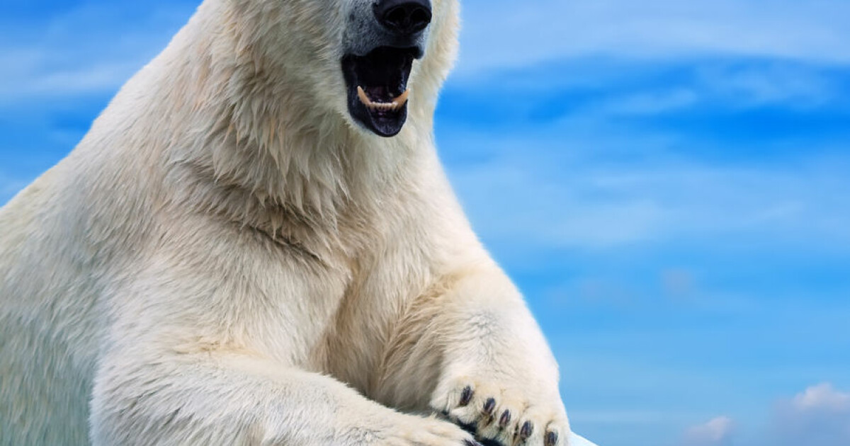 Chemical Pollution Is Causing Polar Bear Penises To Break
