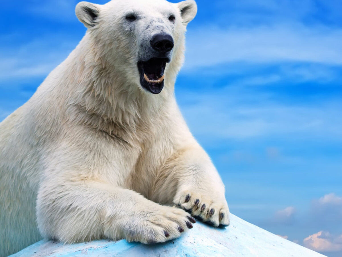 Chemical pollution is causing polar bear penises to break