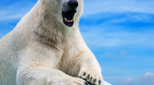Chemical pollution is causing polar bear penises to break