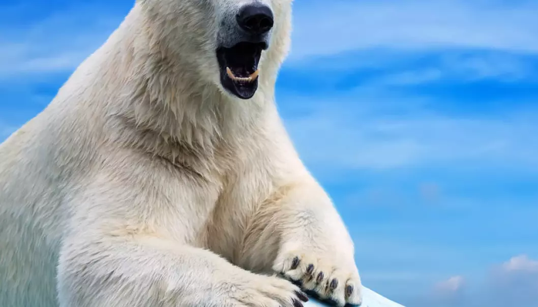 Chemicals can give polar bears osteoporosis in the penis bone. If the bone breaks, the penis will become so lopsided that the bear will not be able to mate normally. (Photo: Shutterstock)
