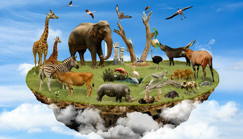 Image result for Image result for wildlife biodiversity