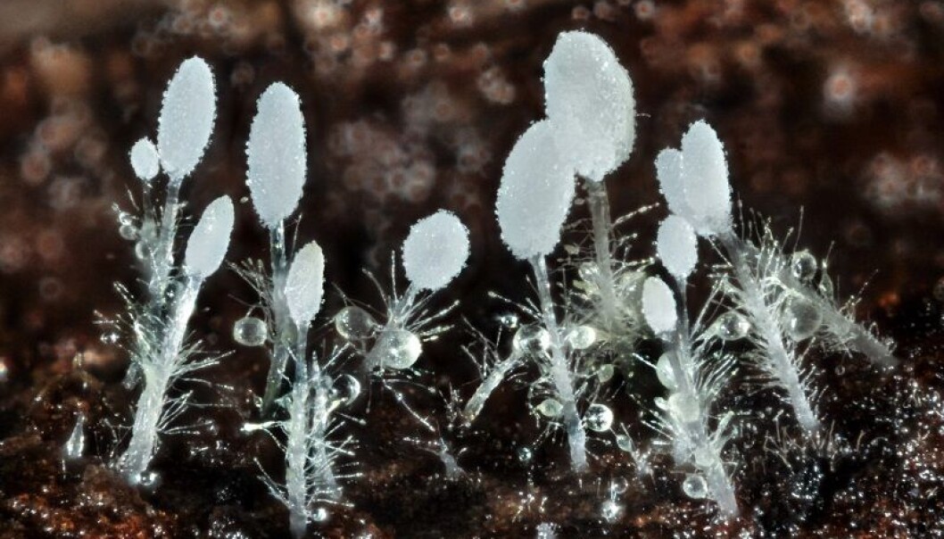 An unknown species of fungus has been discovered in northern Denmark. It’s been given the name Hirticlavula elegans for its elegant looks. (Photo: Jens H. Petersen) An unknown species of fungus has been discovered in northern Denmark. It’s been given the name Hirticlavula elegans for its elegant looks. (Photo: Jens H. Petersen)
