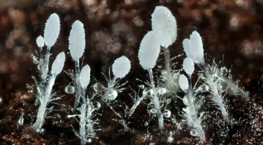 New fungus species discovered in Scandinavia