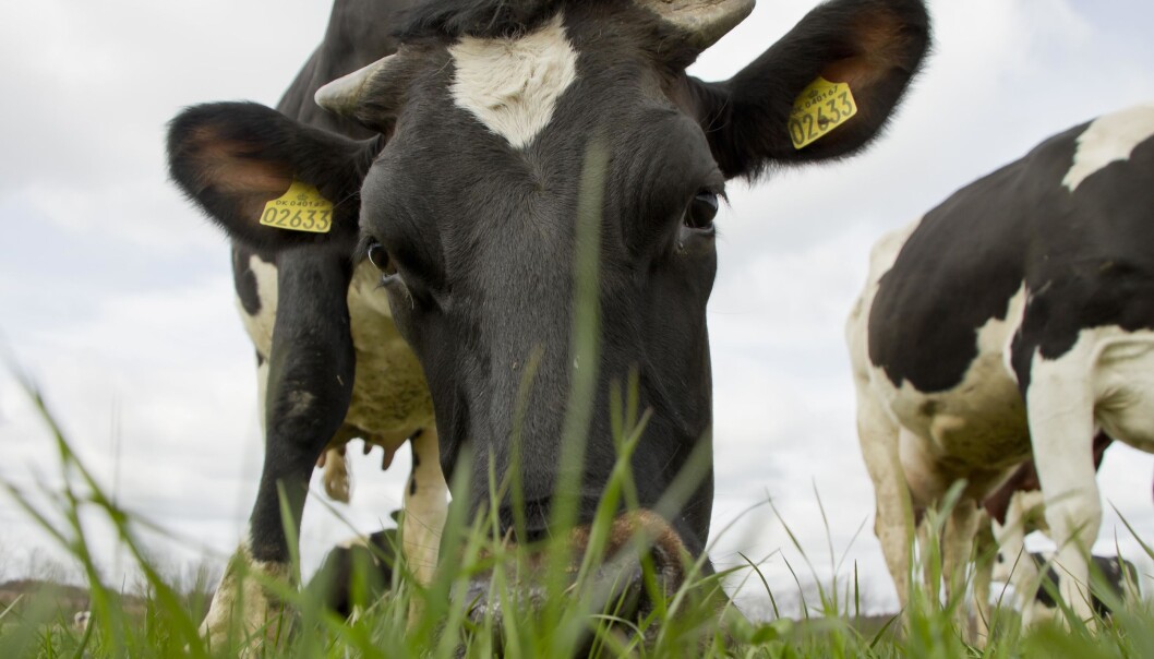 More milk and fewer calves is the recipe for making Danish dairy cows more climate-friendly. (Photo: Colourbox) More milk and fewer calves is the recipe for making Danish dairy cows more climate-friendly. (Photo: Colourbox)