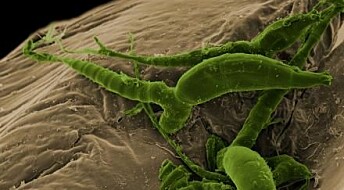 Scientists to investigate a strange fungus that attacks millipedes
