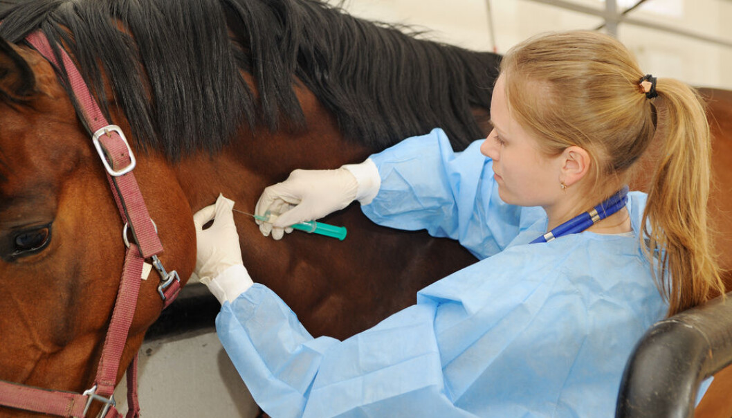 The virus in horses is so similar to Hepatitis C in humans that it might be possible to use horses as animal models for developing vaccines. Shutterstock) The virus in horses is so similar to Hepatitis C in humans that it might be possible to use horses as animal models for developing vaccines. Shutterstock)