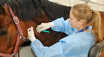A virus from horses is bringing us closer to a vaccine against Hepatitis C