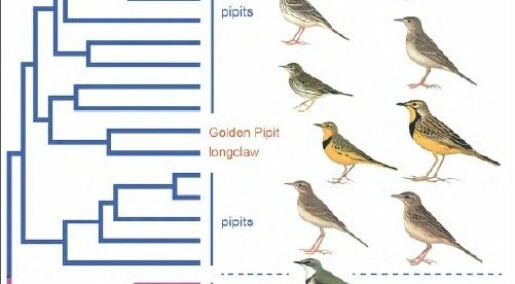 Two birds have cheated scientist for decades