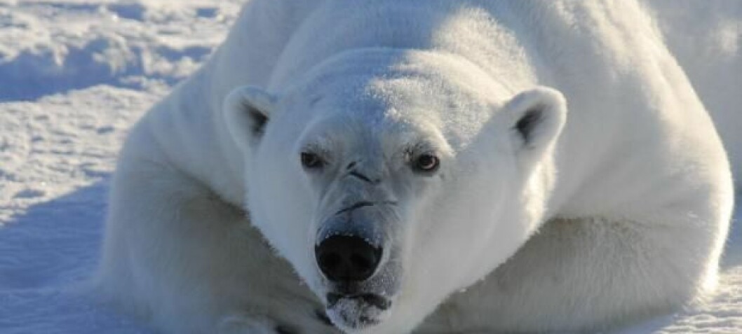 Chemical pollution is causing brain damage in polar bears