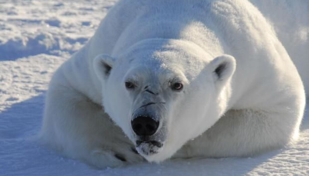 Polar bears sustain brain damage from chemicals used for surface treatment of textiles and furniture. Humans living in the Arctic regions could also be at risk. (Photo: Rune Dietz) Polar bears sustain brain damage from chemicals used for surface treatment of textiles and furniture. Humans living in the Arctic regions could also be at risk. (Photo: Rune Dietz)