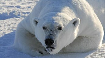 Chemical pollution is causing brain damage in polar bears
