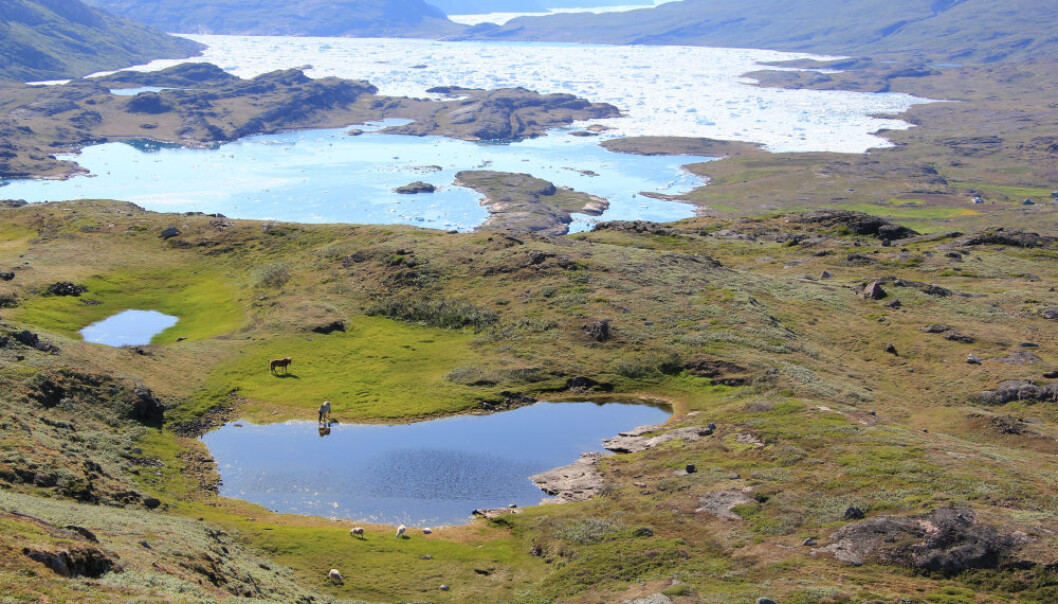 New study puts down the myth that climate change killed off the thick-skinned Norsemen in Greenland. (Photo: C. K. Madsen) New study puts down the myth that climate change killed off the thick-skinned Norsemen in Greenland. (Photo: C. K. Madsen)
