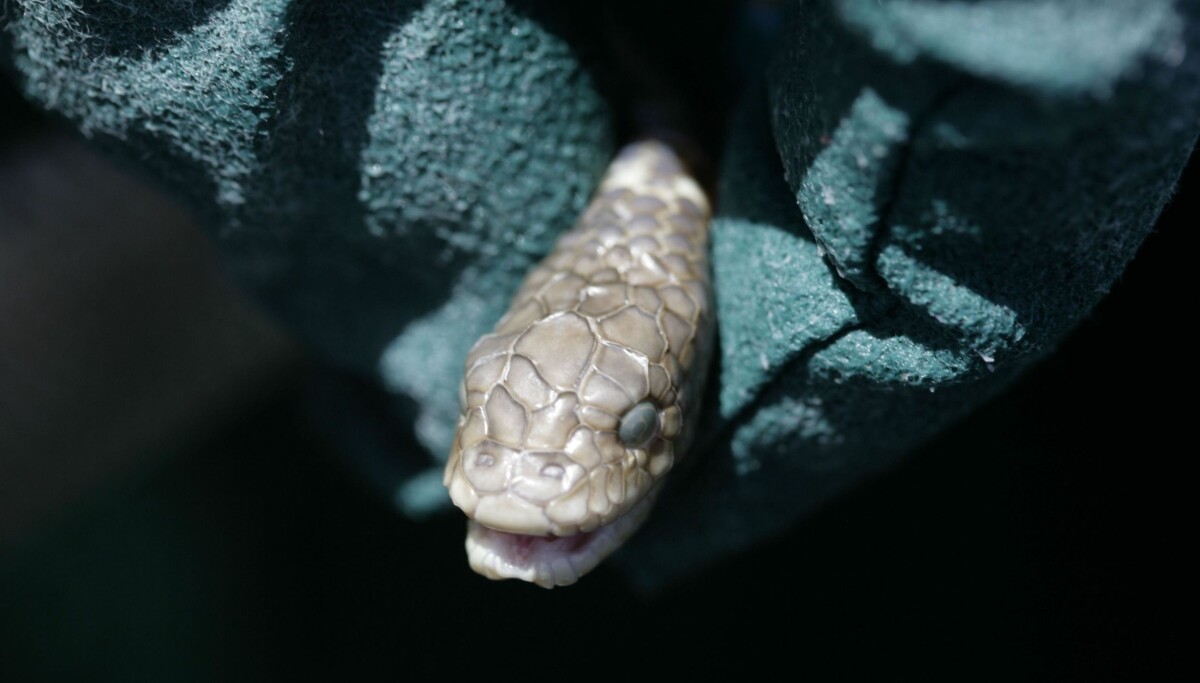 First Sea Snake Scientists rediscover extinct sea snakes
