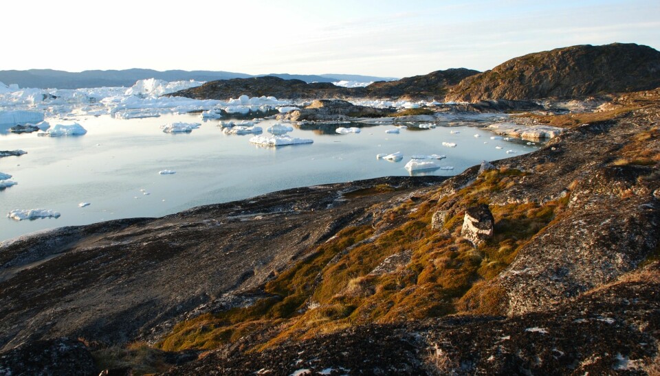 The settlement Qajaa at Ilulissat Ice Fjord in West Greenland. Over the past 3500 years this has been home to the three main Greenlandic cultures, attracted by the bountiful fishing opportunities at this boundary between water and ice. They have all used area to dispose of their tools of wood, bone, and even skin, forming an ancient rubbish dump known as a kitchen midden. These deposits have been preserved ever since in the permafrost of West Greenland. (Photo: Bo Elberling)