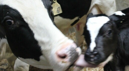 Calves need more motherly care