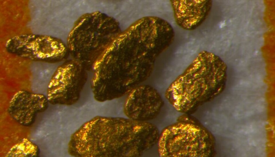 These tiny lumps of gold were brought to Denmark from further north in Scandinavia during one of the most recent ice ages. (Photo: Christian Knudsen)