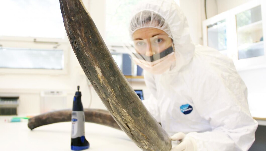 Dr Eleftheria Palkopoulou sampling a mammoth tusk in the ancient DNA lab at the Swedish Museum of Natural History. (Photo: Love Dalén). Dr Eleftheria Palkopoulou sampling a mammoth tusk in the ancient DNA lab at the Swedish Museum of Natural History. (Photo: Love Dalén).