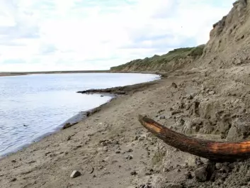 Woolly mammoth tusk exposed by a river on the Taimyr Peninsula in Siberia (Photo: Love Dalén).