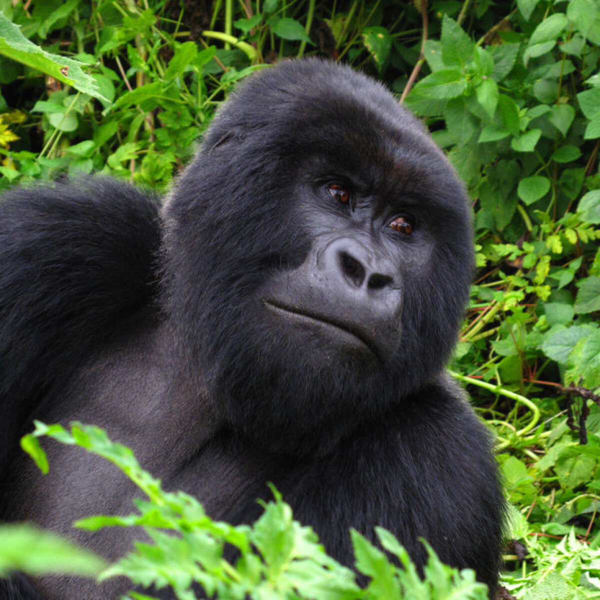 Mountain Gorilla Habitat Map mountain-gorilla-habitat-map