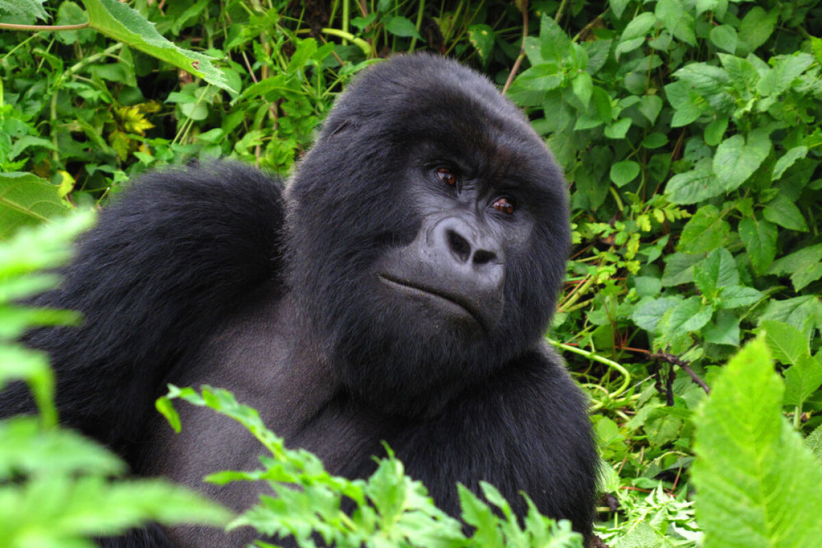 Mountain Gorilla Habitat Map Mountain Gorilla Habitat Map