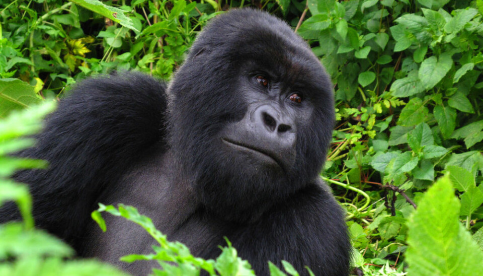 The mountain gorilla has lived an isolated life in small groups for many years. This has led to intensive inbreeding but has, according to the scientists, not had any immediate negative consequences. (Photo: Shutterstock)