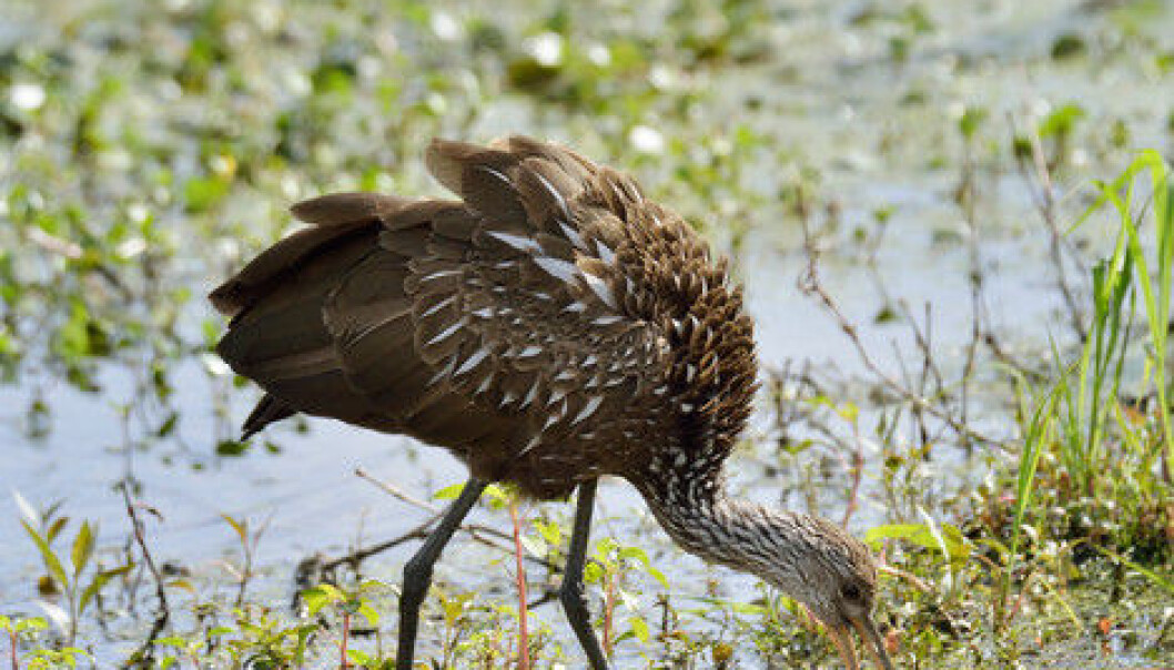 Wetlands produce methane, which is a greenhouse gas. But they provide homes for rich bird life. (Photo: Colourbox)
Wetlands produce methane, which is a greenhouse gas. But they provide homes for rich bird life. (Photo: Colourbox)