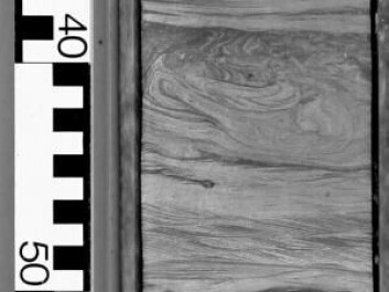 In the new study, researchers have also found signs of earthquakes from Stenlille on Zealand in Denmark. Here is a picture of a core or rock, drilled from around 1500 metres below the surface in Stenlille. "You can see a layer in the middle of the piece that is very deformed compared to the surrounding rock," explains Lindström. (Photo: Gunver K. Pedersen, GEUS) In the new study, researchers have also found signs of earthquakes from Stenlille on Zealand in Denmark. Here is a picture of a core or rock, drilled from around 1500 metres below the surface in Stenlille. "You can see a layer in the middle of the piece that is very deformed compared to the surrounding rock," explains Lindström. (Photo: Gunver K. Pedersen, GEUS)