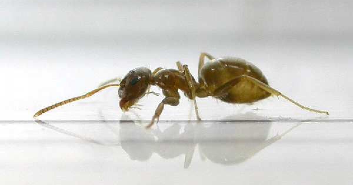 Ants care for their sick to avoid epidemics Ants care for their sick to avoid epidemics