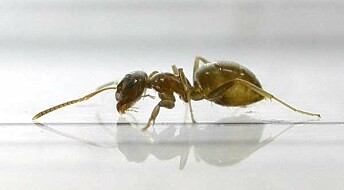 Ants care for their sick to avoid epidemics