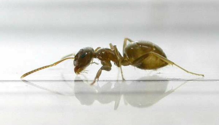 Ants care for their sick to avoid epidemics