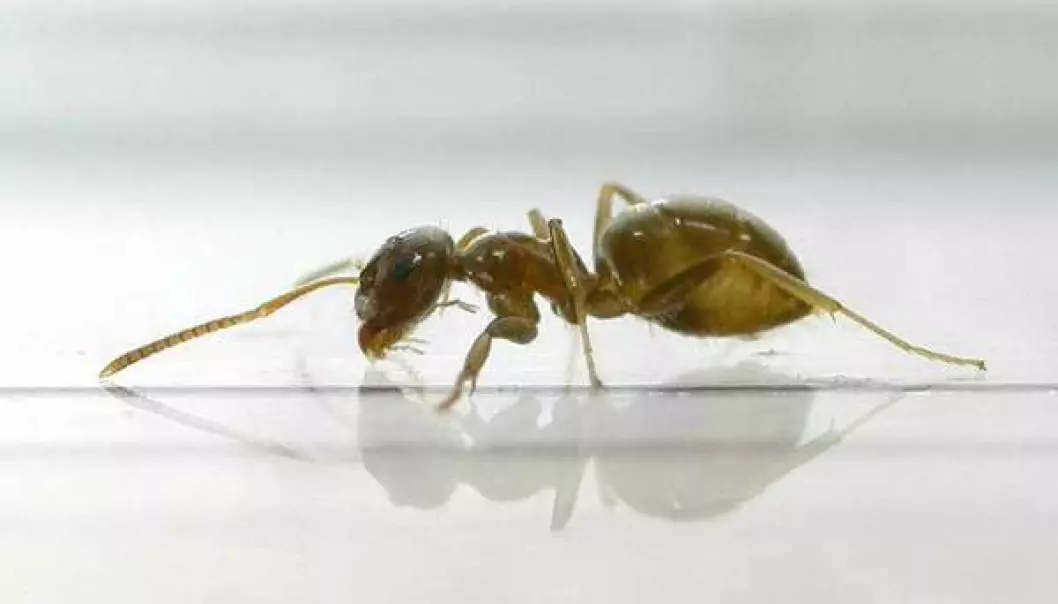 Researchers infected a species of garden ant (Lasius neglectus) with a fungal disease to learn how the healthy ants would treat them. (Photo: Juan Jesus Lopez/global invasive species database)