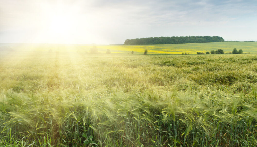 New genetic technologies are well suited to the environmental values, and they can help to reduce the difference in yield between organic and conventional farming, says a group of scientists. (Photo: <a href="http://www.shutterstock.com/da/pic-186546113/stock-photo-the-field-of-green-ears-of-barley-at-spring-time.html"target="_blank">Shutterstock</a>) New genetic technologies are well suited to the environmental values, and they can help to reduce the difference in yield between organic and conventional farming, says a group of scientists. (Photo: <a href="http://www.shutterstock.com/da/pic-186546113/stock-photo-the-field-of-green-ears-of-barley-at-spring-time.html"target="_blank">Shutterstock</a>)