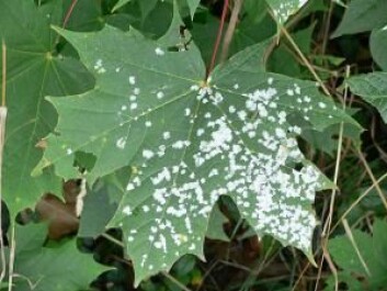 Tree leaves infected with powdery mildew. Chinese scientists have used CRISPR/Cas9 technology to make wheat plants resistant to the disease. (Photo: Heizer) Tree leaves infected with powdery mildew. Chinese scientists have used CRISPR/Cas9 technology to make wheat plants resistant to the disease. (Photo: Heizer)