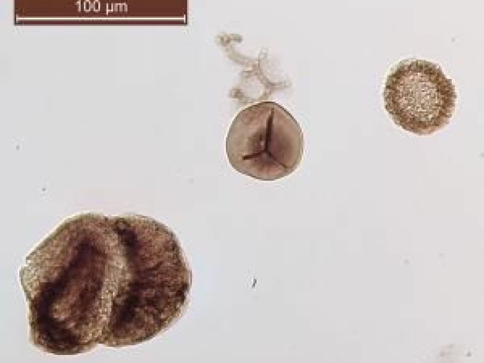 Fossilised pollen and spores that scientists use to investigate prehistoric climate. From left to right: seed fern pollen, fern spores, and conifer pollen. (Photo: Sofie Lindström)