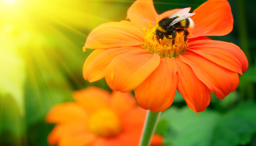 Only the most common species of wild bees pollinate most crops, according to new research. Scientists argue that there are ecological and ethical reasons for targeting conservation methods to the other rare species of wild bees. (Photo: <a href="http://www.shutterstock.com/da/pic-116899945/stock-photo-bumble-bee-pollinating-a-flower-lit-by-the-sun.html" target="_blank">Shutterstock</a>). Only the most common species of wild bees pollinate most crops, according to new research. Scientists argue that there are ecological and ethical reasons for targeting conservation methods to the other rare species of wild bees. (Photo: <a href="http://www.shutterstock.com/da/pic-116899945/stock-photo-bumble-bee-pollinating-a-flower-lit-by-the-sun.html" target="_blank">Shutterstock</a>).