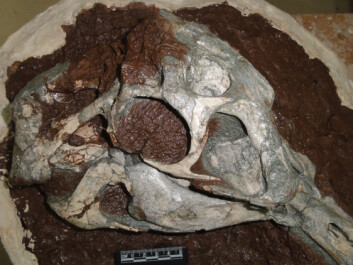 Here you see the skull of the Huanansaurus, thought to have lived between 100 and 65 million years ago. (Photo: Junchang Lü) Here you see the skull of the Huanansaurus, thought to have lived between 100 and 65 million years ago. (Photo: Junchang Lü)