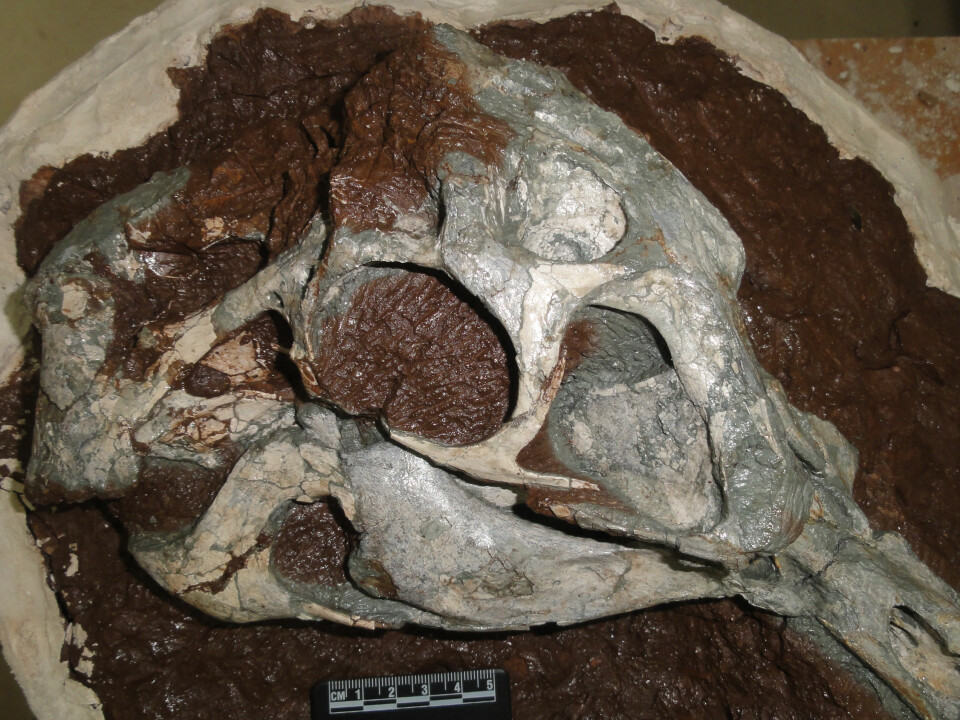 Here you see the skull of the Huanansaurus, thought to have lived between 100 and 65 million years ago. (Photo: Junchang Lü)